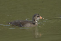 Teichhuhn, (Gallinula chloropus), Küken, Flachsee