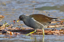 Teichhuhn, (Gallinula chloropus), fast adult, Klingnauer Stausee