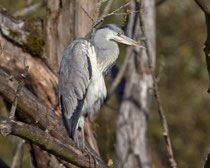 Graureiher (Ardea cinerea), Klingnauer Stausee