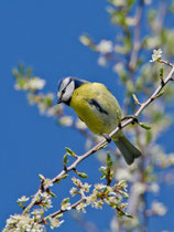 Blaumeise (Cyanistes caeruleus), Villigen