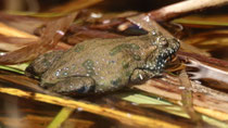 Rotbauchunke (Bombina bombina), Neusiedlersee A