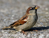Haussperling (Passer domesticus) M, Zürich