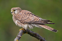 Turmfalke W (Falco tinnunculus), Hortobagy, Ungarn