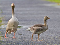 Graugans mit Jungvogel, Flachsee 