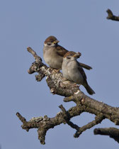 Feldsperling (Passer montanus), Jungvögel, Linn AG
