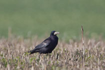 Saatkrähe (Corvus frugilegus), Möhlin