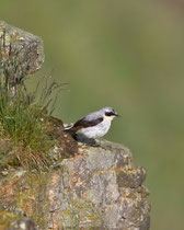 Steinschmätzer (Oenanthe oenanthe), Varanger, Norwegen