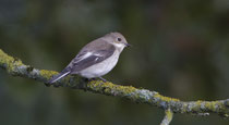 Trauerschnäpper (Ficedula hypoleuca), Limmatspitz