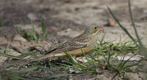 Ortolan (Emberica hortulana), Reisfeld Brugg