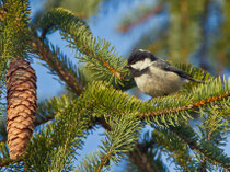 Tannenmeise (Periparus ater), Villnachern