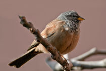 Hausammer (Emberiza sahari), Quarzazate, Marokko