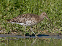 Grosser Brachvogel (Numenius arquata), Klingnauer Stausee