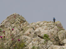 Blaumerle (Monticola solitarius), Ipsilou, Lesbos GR