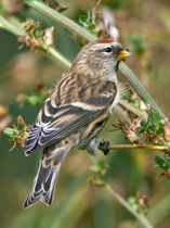 Birkenzeisig (Carduelis flammea), Jungvogel, Helgoland DE