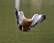 Rostgans (Tadorna ferruginea), Petite Camargue Alsacienne, Frankreich