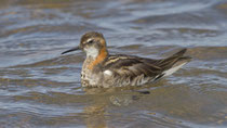 Odinshühnchen (Phalaropus robatus), Verstmannsvatn, Island
