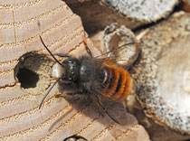 Gehörnte Mauerbiene (Osmia cornuta), Villnachern