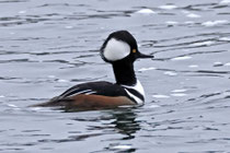 Kappensäger (Lophodytes cucullatus), Zweidlen ZH