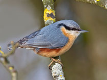 Kleiber (Sitta europaea), Klingnauer Stausee