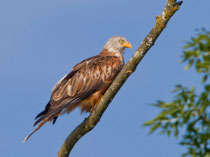 Rotmilan (Milvus milvus), Limmatspitz