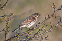 Rohrammer (Emberiza schoeniclus), Klingnauer Stausee