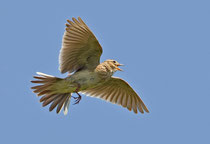 Feldlerche (Alauda arvensis),  Klettgau SH