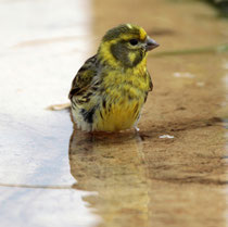 Girlitz (Serinus serinus), Tavira, Portugal