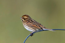 Rohrammer (Emberiza schoeniclus), Helgoland D