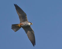 Baumfalke (Falco subbuteo), Stille Reuss, Rottenschwil
