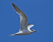 Brandseeschwalbe (Sterna sandvicensis), Ayamonte, Spanien