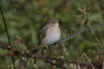 Zwergschnäpper (Ficedula parva), Helgoland, Deutschland