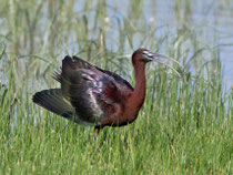 Sichler (Plegadis falcinellus), El Rocio / Donana, Spanien