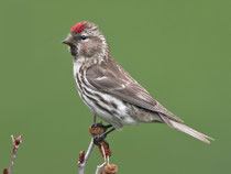 Birkenzeisig (Carduelis flammea), Ulrichen VS