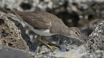 Flussuferläufer (Actitis hypoleucos), Lanzarote (Kanaren)