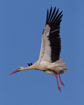 Weissstorch (Ciconia ciconia), Castro Verde, Portugal (im Anflug zu Horst)