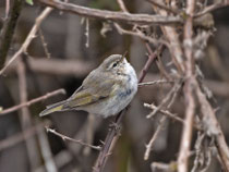 Taigazilpzalp  (Phylloscopus collybita tristis), Klingnauer Stausee