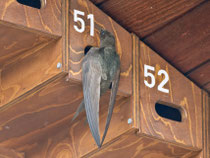 Mauersegler (Apus apus), Brugg (stimmt die Hausnummer...?)