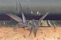 Fahlsegler (Apus pallidus), Brig VS