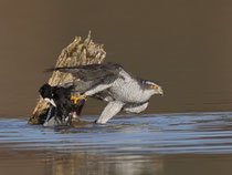 Habicht (Accipiter gentilis), Klingnauer Stausee, mit einem geschlagenen Blässhuhn