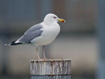 Steppenmöwe (Larus cachinnans), Romanshorn
