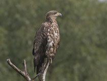 Seeadler (Haliaeetus albicella), Hortobagy, Ungarn