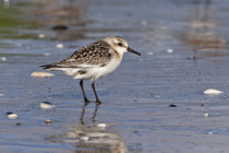  Sanderling (Calidris alba), Prerow, Mecklenburg-Vorpommern