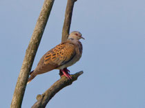 Turteltaube (Streptopelia turtur), Petite Camargue Alsacienne