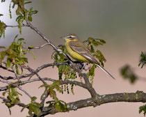 Schafstelze (Motacilla flava), Klingnauer Stausee