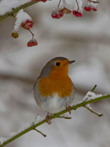 Rotkehlchen (Erithacus rubecula), Villnachern