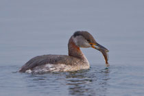 Rothalstaucher (Podiceps grisegena), Übergang Schlicht- zu Prachtkleid, Klingnauer Stausee