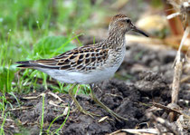 Graubrust-Strandläufer (Calidris melanotos), Nuolener Ried