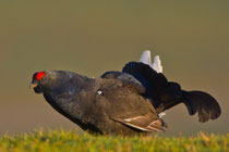 Balzender Birkhahn,  Gurnigel BE