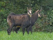 Gämse (Rupicapra rupicapra), Staffelegg