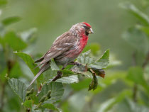 Birkenzeisig (Carduelis flammea), Ulrichen VS